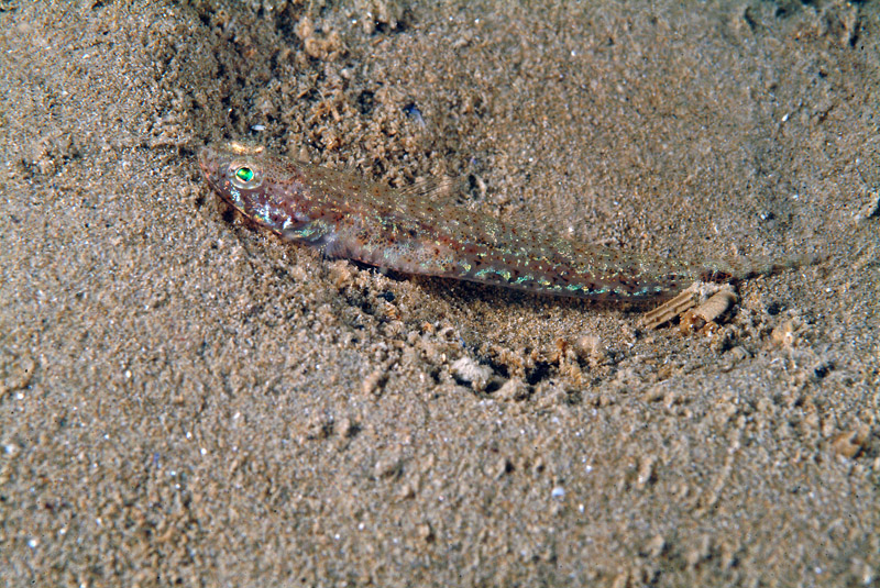 Piccolo gobide (Pomatoschistus sp.)